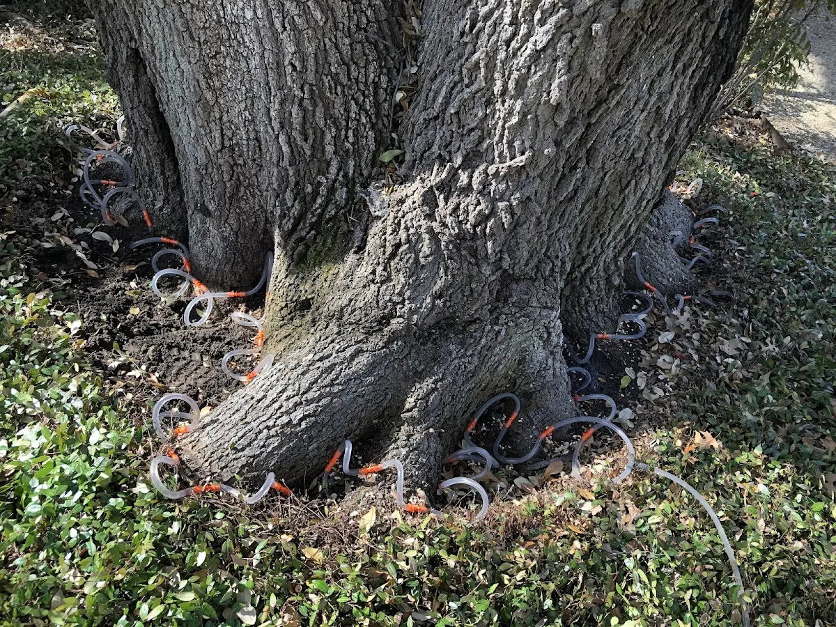 Detailed Tree Cabling and Bracing job site in Hulbert