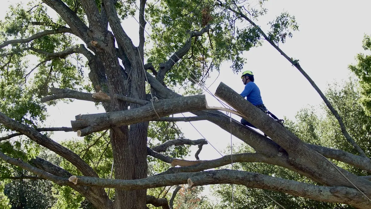 Professional Crown Thinning performed by certified arborists in Hulbert
